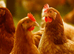 Warrens at Point of Lay - Excellent layers and very docile ideal starter chicken