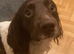 Stunning liver/white KC registered springer stud