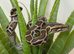 BURMESE PYTHONS