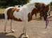 16hh Red & White Cob Mare 12 Years Old | All-Rounder | happy hacker