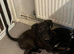 Female puppy