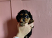 F1B Cavapoo