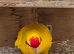 Kakoriki cock