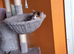 Beautiful female kitten