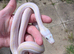 Male cow reticulated python