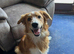 9 month old Border Collie x Welsh Sheep Dog