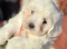 Maltese