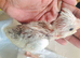 All resreved* only 1 left Hand reared Baby cockatiels