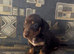 Ready to leave Sunday dachshund puppies