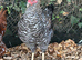5 hybrid hens for sale