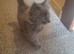 Persian cross female kitten blue color
