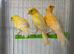 Mixed canaries for sale