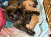 Kittens for sale
