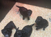 Working cocker spaniel puppies