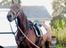 For sale mister 5yo gelding ridden by my 10 years old son