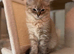 Ready now! Last female Rare mink lynx ragdoll