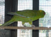 Baby kakarikis x 3 looking for new homes