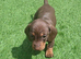 Miniature Dashund