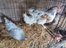 Trio of fantail Bantams