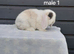 Beautiful purebred mini lops