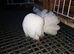 Most lovely pair of fantails