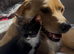 Cute kittens used to dogs