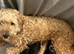 Cocka poo puppies