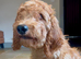 Beautiful Irishdoodle puppies