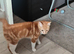 Female ginger tabby kitten with everything you need