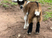 Pygmy Goat Kids For Sale