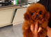 Teacup korean toy poodle stud