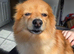 Pomeranian dog