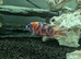 Male aulonacara cichlids