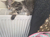 Beautiful Half begal kitten