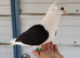 GERMAN OWL PIGEONS BLACK SADDLE