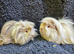 Bonded long haired Guinea pigs