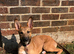 Malinoi X greyhound