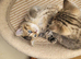 Chinchilla Scottish Fold kittens
