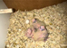 ONLY ONE COCKATIEL CHICK AVAILABLE!