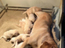 Stunning litter of KC reg yellow Labrador puppies