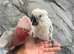 Hand Rearing Baby Super Tame Cuddly Galah Cockatoo Parrot