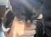 4 Beautiful Tuxedo coloured kittens 2xmale, 2xfemale. Ready for a new home