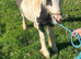 7 1/2 months old cob