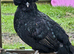 'Mini Mix' Hatching Eggs x6. (Small breeds)