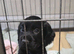 Corcker spaniel