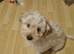 Beautiful bichon frise