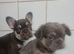 Kc reg French bulldog puppies