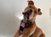 7 month old American Bulldog