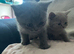 British shorthair kittens