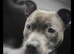 Blue Staffordshire bull terrier for sale 15 months old